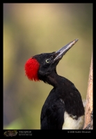 CRW_6902_White_Bellied_Woodpecker.jpg