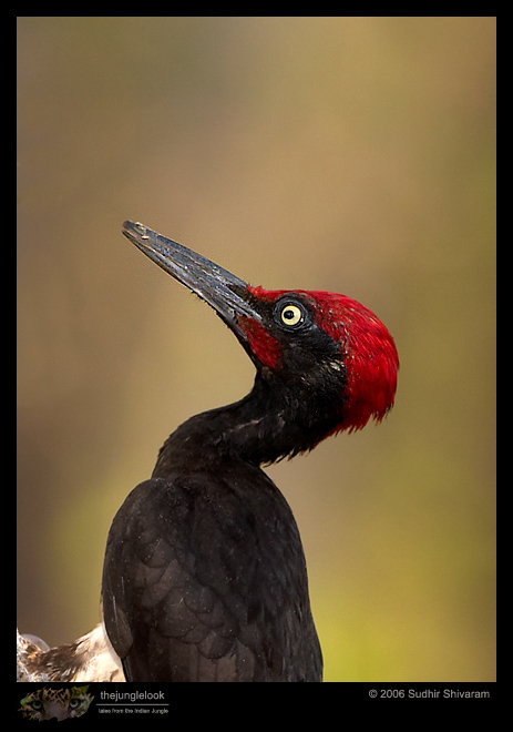 CRW_6913_WB_Woodpecker.jpg