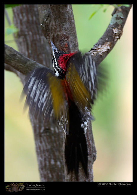 CRW_7316_Black_Rumped_Flameback.jpg