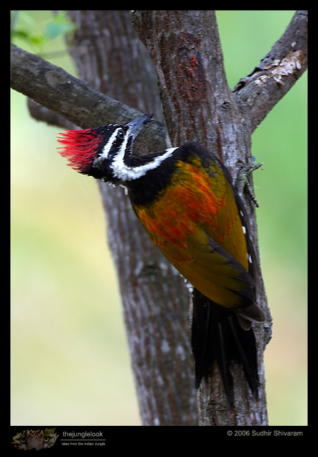 CRW_7317_Black_Rumped_Flameback.jpg