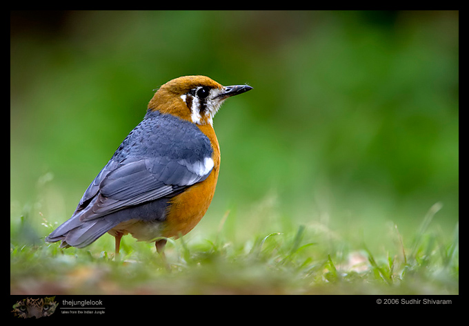 CRW_7400_Orange_Headed_Thrush.jpg