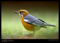 CRW_7407_Orange_Headed_Thrush.jpg