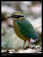 CRW_7477_Indian_Pitta.jpg