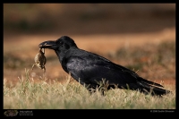 MG_0245_Large_Billed_Crow.jpg