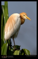 MG_0371_Cattle_Egret.jpg