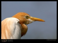 MG_0370_Cattle_Egret.jpg