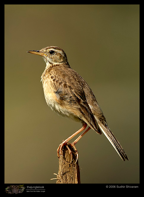 MG_0920_Paddyfiled_Pipit.jpg