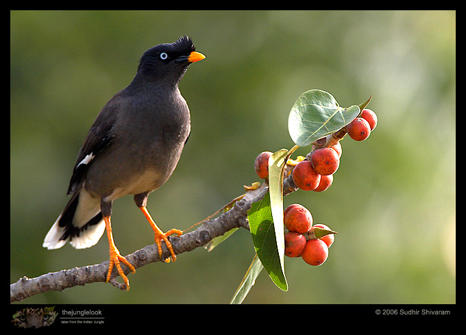 MG_1037_Jungle_Myna.jpg