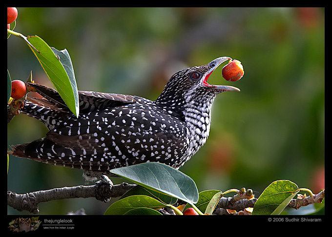 MG_1120_Asian_Koel.jpg