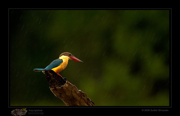 _MG_1569-Stork-Billed-kf.jpg