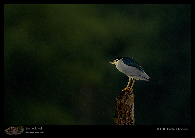 MG_1587_Night_Heron.jpg