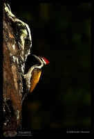 MG_1686_Common_Flameback.jpg