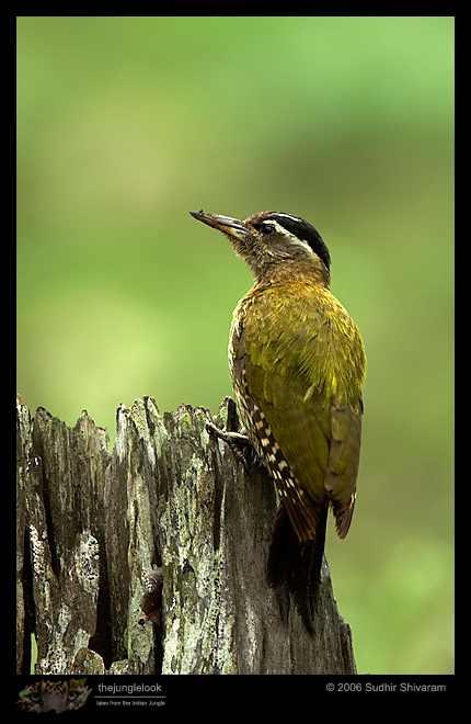 MG_1829_Streak_throatedWoodpecker.jpg