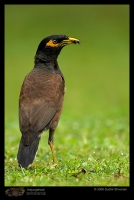 MG_1876_Common_Myna.jpg