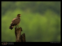 MG_2083_Crested_Serpant_Eagle.jpg