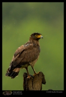 MG_2084_Crested_Serpant_Eagle.jpg