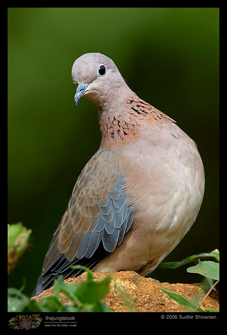 MG_2451_Laughing_Dove.jpg