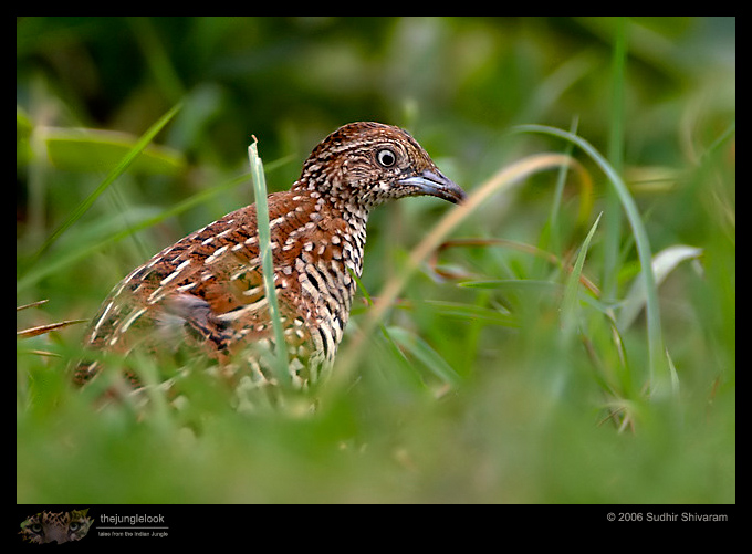 MG_2516_Barred_Buttonquail.jpg