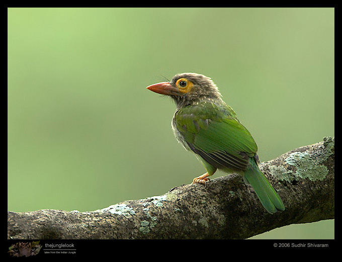 MG_2922_Brown_headed_Barbet.jpg