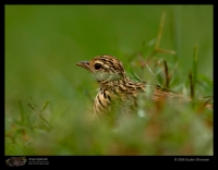 MG_3031_Bushlark.jpg