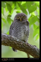 MG_3250_Barred_Jungle_Owlet.jpg