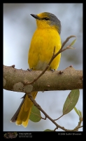 MG_3273_minivet_female.jpg