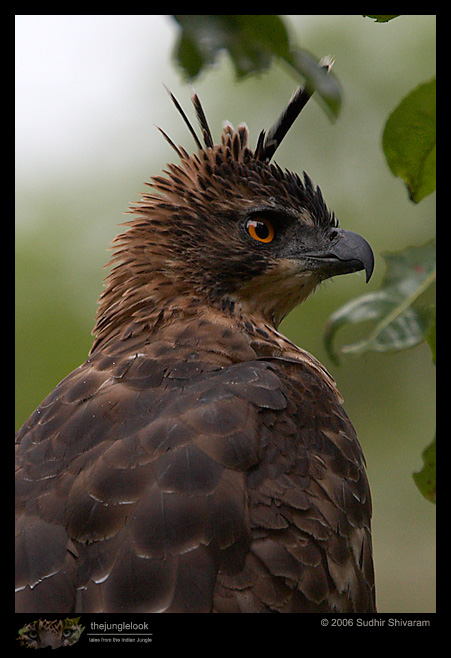 MG_3397_Mountain_Hawk_Eagle.jpg