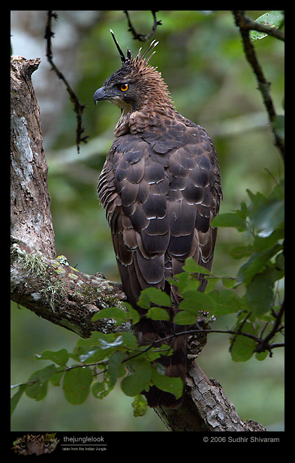 MG_3385_Mountain_Hawk_Eagle.jpg