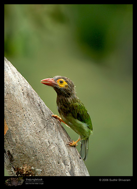 MG_3461_Brown_Headed_Barbet.jpg