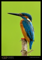 MG_6287_Common_kingfisher.jpg