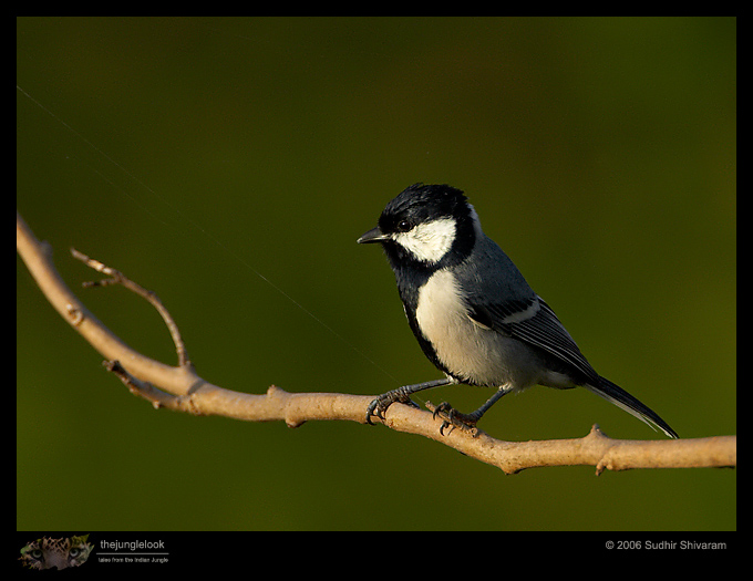 MG_6538_Great_Tit.jpg