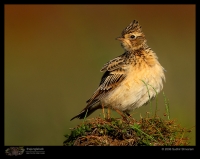 MG_6629_Oriental_Skylark.jpg