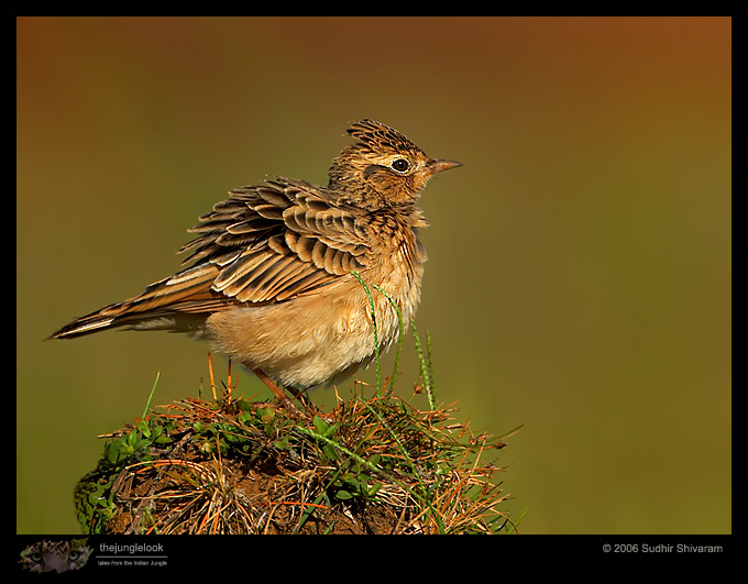 MG_6632_Oriental_Skylark.jpg