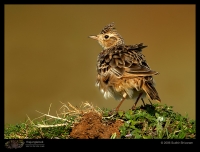 MG_6647_Oriental_Skylark.jpg