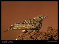 MG_6655_Oriental_Skylark.jpg