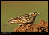 MG_6656_Oriental_Skylark.jpg