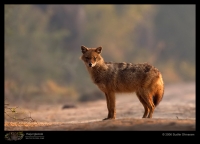 CRW_3343_Jackal.jpg