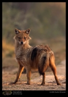 CRW_3347_Jackal.jpg