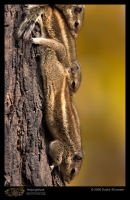 CRW_4724_Squirrel.jpg