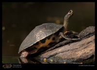 CRW_4768_Tortoise.jpg