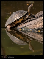 CRW_4771_Tortoise.jpg