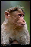 CRW_6304_Bonnet_Macaque.jpg