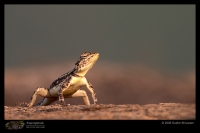 CRW_6631_Rock_Agama.jpg