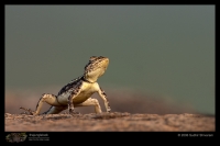 CRW_6632_Rock_Agama.jpg