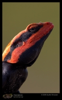 CRW_6709_Rock_Agama.jpg