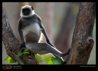 CRW_6969_Langur.jpg