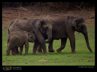 CRW_7190_Elephant.jpg