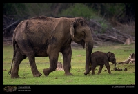 CRW_7214_Elephant.jpg