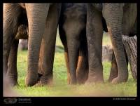 CRW_7219_Elephant.jpg