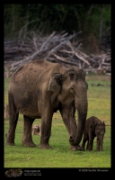 CRW_7232_Elephant.jpg